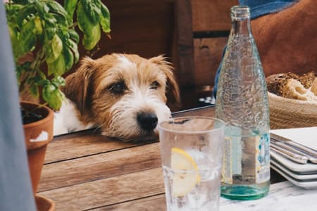 Caffetteria con cuccioli